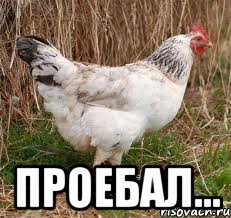  проебал..., Мем курица