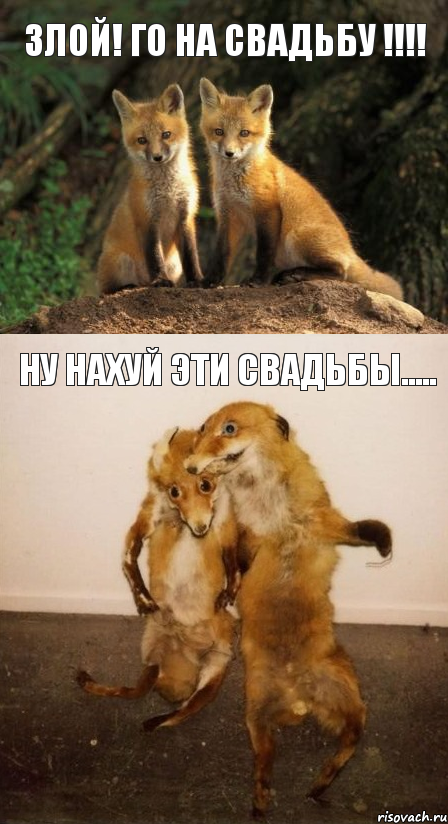 Злой! Го на свадьбу !!! Ну нахуй эти свадьбы....., Комикс Лисицы