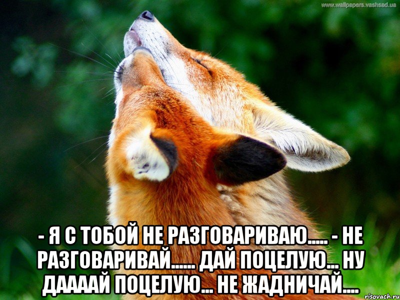  - я с тобой не разговариваю..... - не разговаривай...... дай поцелую... ну даааай поцелую... не жадничай...., Мем ЛИСИКИ