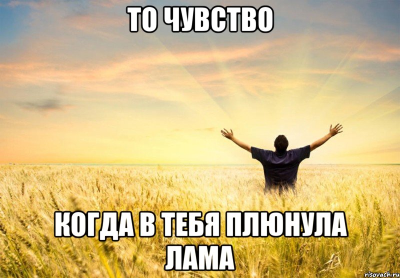 то чувство когда в тебя плюнула лама, Мем ллдэ