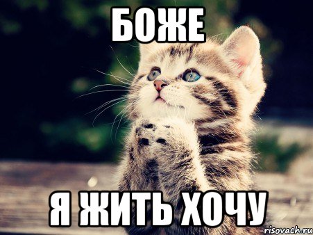 боже я жить хочу, Мем милаха