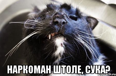  наркоман штоле, сука?, Мем Недовольный Бобёр