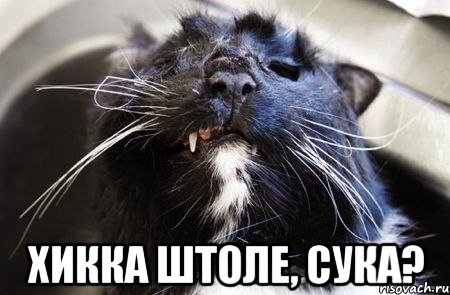  хикка штоле, сука?, Мем Недовольный Бобёр