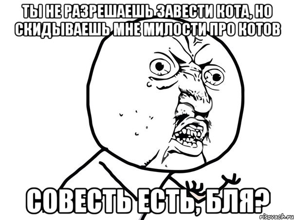 ты не разрешаешь завести кота, но скидываешь мне милости про котов совесть есть, бля?, Мем Ну почему (белый фон)