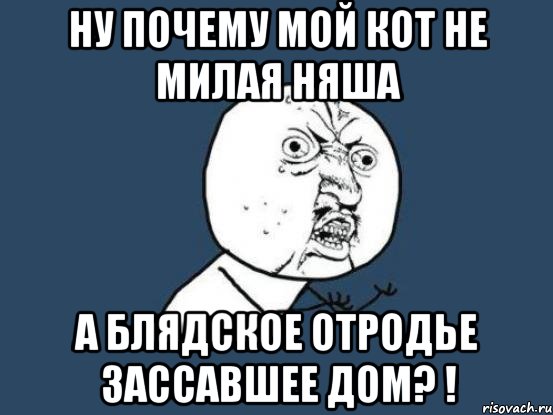 ну почему мой кот не милая няша а блядское отродье зассавшее дом? !, Мем Ну почему