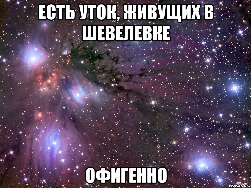 есть уток, живущих в шевелевке офигенно