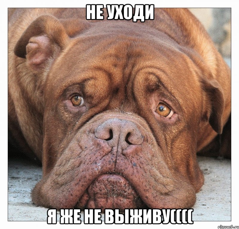 не уходи я же не выживу((((, Мем песа