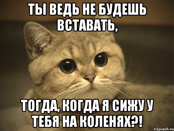 ты ведь не будешь вставать, тогда, когда я сижу у тебя на коленях?!, Мем Пидрила ебаная котик