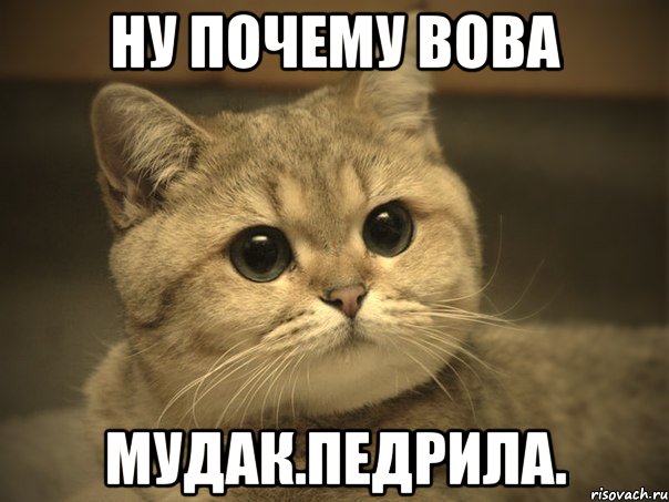 ну почему вова мудак.педрила., Мем Пидрила ебаная котик