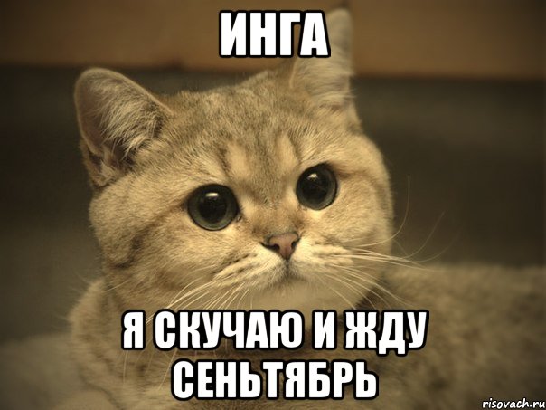 инга я скучаю и жду сеньтябрь, Мем Пидрила ебаная котик