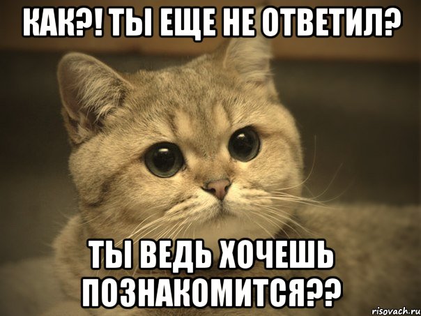 как?! ты еще не ответил? ты ведь хочешь познакомится??, Мем Пидрила ебаная котик