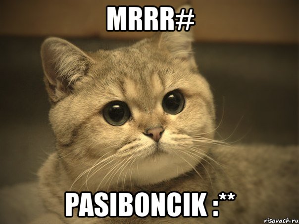 mrrr# pasiboncik :**, Мем Пидрила ебаная котик