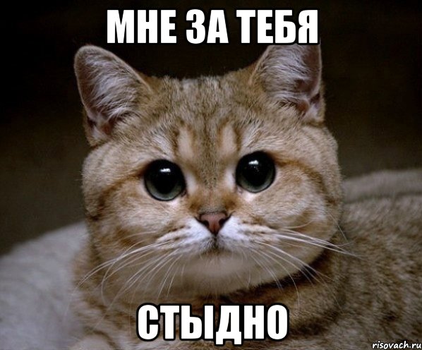мне за тебя стыдно, Мем Пидрила Ебаная