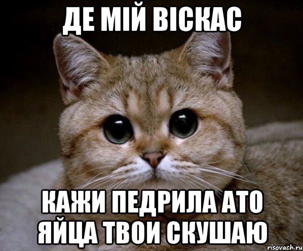 де мій віскас кажи педрила ато яйца твои скушаю, Мем Пидрила Ебаная