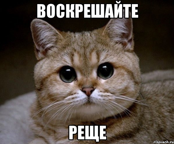 воскрешайте реще, Мем Пидрила Ебаная
