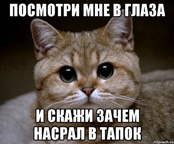 посмотри мне в глаза и скажи зачем насрал в тапок, Мем Пидрила Ебаная
