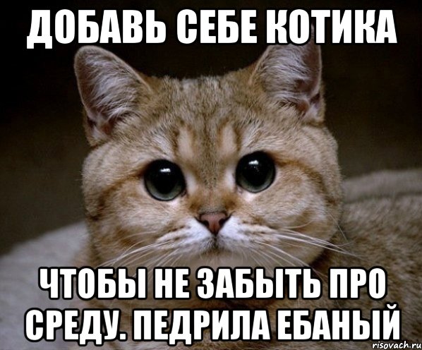 добавь себе котика чтобы не забыть про среду. педрила ебаный, Мем Пидрила Ебаная