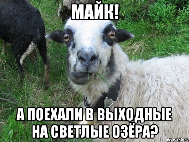 майк! а поехали в выходные на светлые озёра?, Мем Прикольная овца