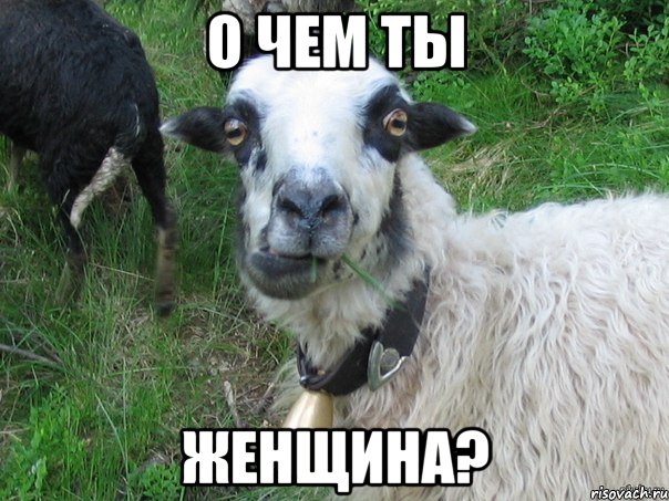 о чем ты женщина?, Мем Прикольная овца