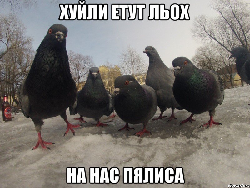 хуйли етут льох на нас пялиса
