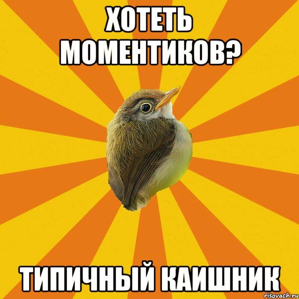 хотеть моментиков? типичный каишник, Мем Птичка