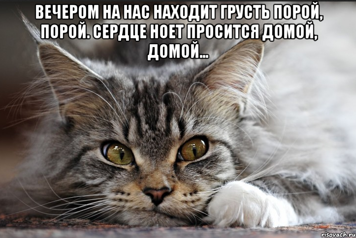 вечером на нас находит грусть порой, порой. сердце ноет просится домой, домой... , Мем Сердце ноет просится домой домой