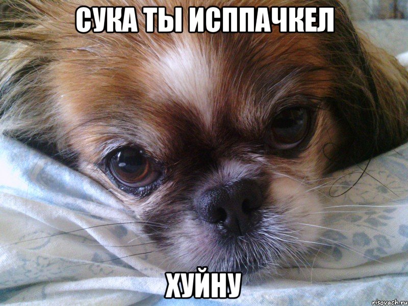 сука ты исппачкел хуйну, Мем Собака