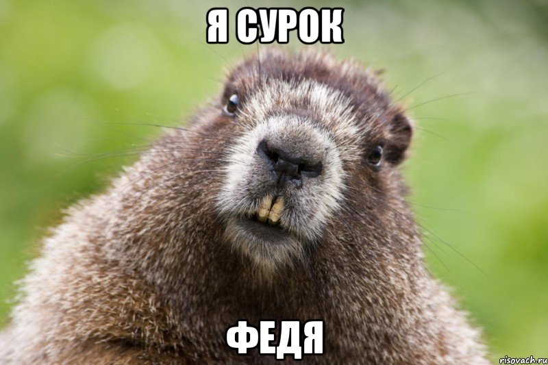 я сурок федя, Мем Сурак