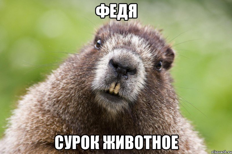 федя сурок животное, Мем Сурак