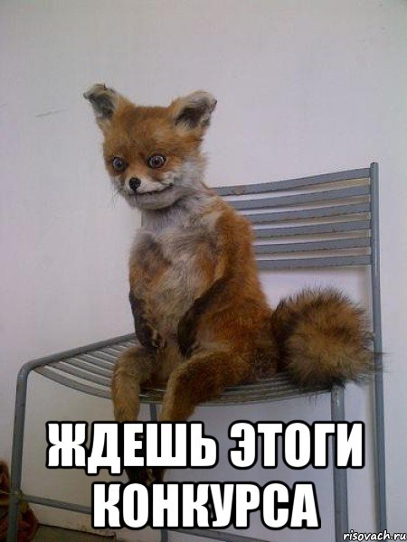  ждешь этоги конкурса, Мем Упоротая лиса