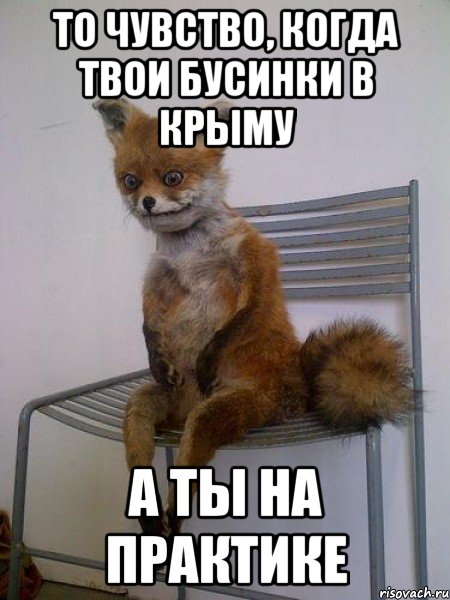 то чувство, когда твои бусинки в крыму а ты на практике, Мем Упоротая лиса