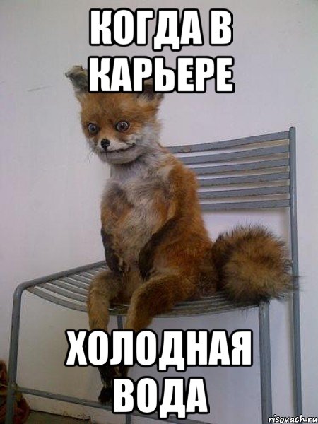 когда в карьере холодная вода, Мем Упоротая лиса