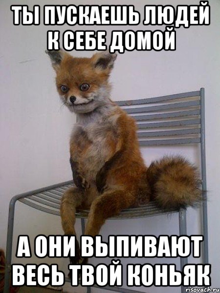 ты пускаешь людей к себе домой а они выпивают весь твой коньяк, Мем Упоротая лиса