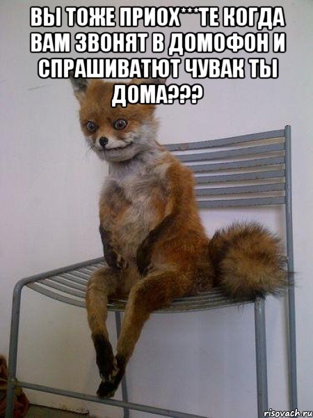 вы тоже приох***те когда вам звонят в домофон и спрашиватют чувак ты дома??? , Мем Упоротая лиса