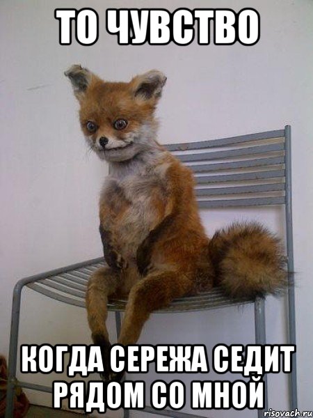 то чувство когда сережа седит рядом со мной, Мем Упоротая лиса