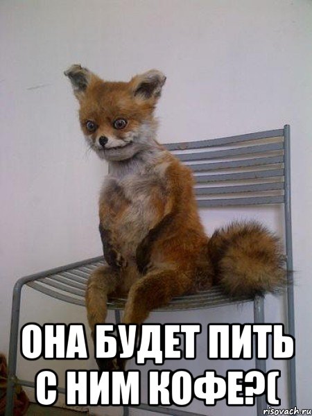 она будет пить с ним кофе?(, Мем Упоротая лиса
