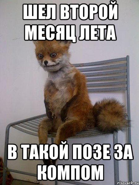 шел второй месяц лета в такой позе за компом, Мем Упоротая лиса