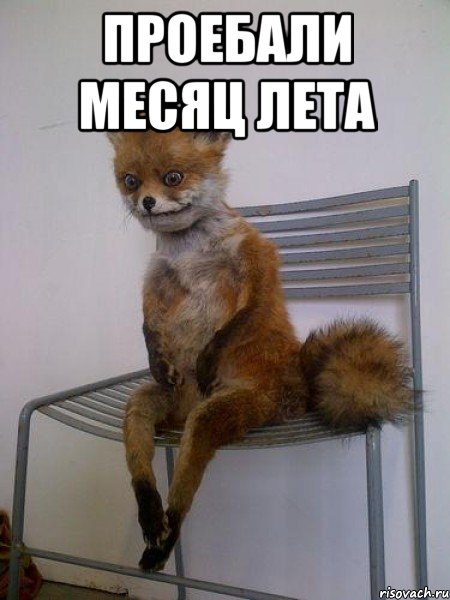 проебали месяц лета , Мем Упоротая лиса
