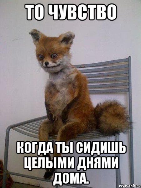 то чувство когда ты сидишь целыми днями дома., Мем Упоротая лиса