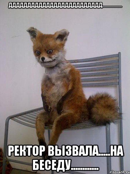 ддддддддддддддддддддддддд................. ректор вызвала.....на беседу............, Мем Упоротая лиса