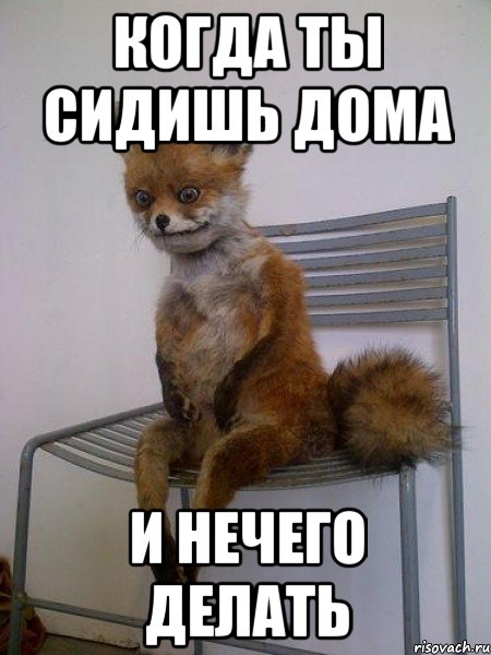 когда ты сидишь дома и нечего делать, Мем Упоротая лиса