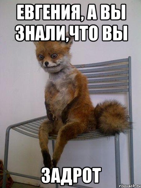 евгения, а вы знали,что вы задрот, Мем Упоротая лиса