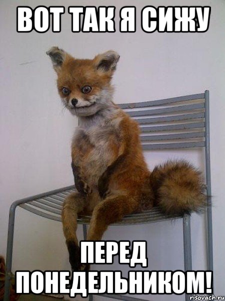 вот так я сижу перед понедельником!, Мем Упоротая лиса