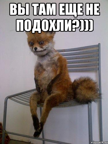 вы там еще не подохли?))) , Мем Упоротая лиса