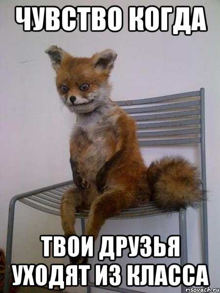 чувство когда твои друзья уходят из класса, Мем Упоротая лиса
