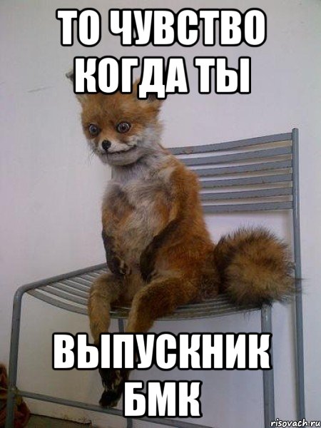 то чувство когда ты выпускник бмк, Мем Упоротая лиса
