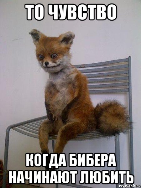 то чувство когда бибера начинают любить, Мем Упоротая лиса