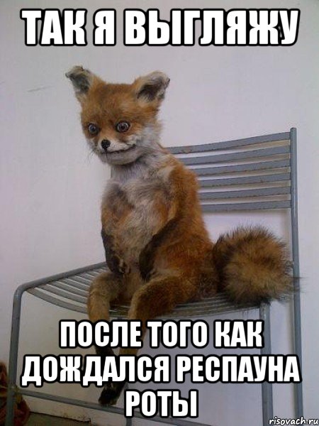так я выгляжу после того как дождался респауна роты, Мем Упоротая лиса