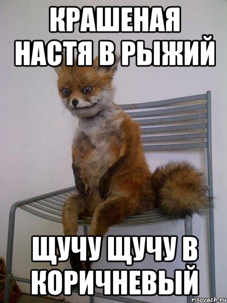 крашеная настя в рыжий щучу щучу в коричневый, Мем Упоротая лиса
