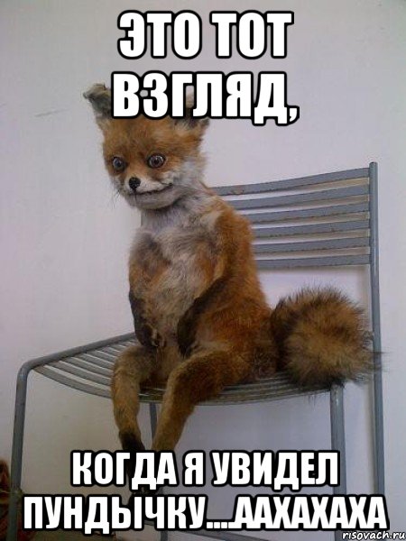 это тот взгляд, когда я увидел пундычку....аахахаха, Мем Упоротая лиса